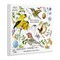 Stupell Industries Local Birds Chart Wall Plaque Art Design by Jane Maday